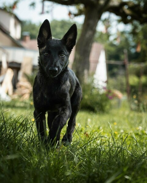 Dunkler Hund steht im Gras und blickt aufmerksam in die Kamera