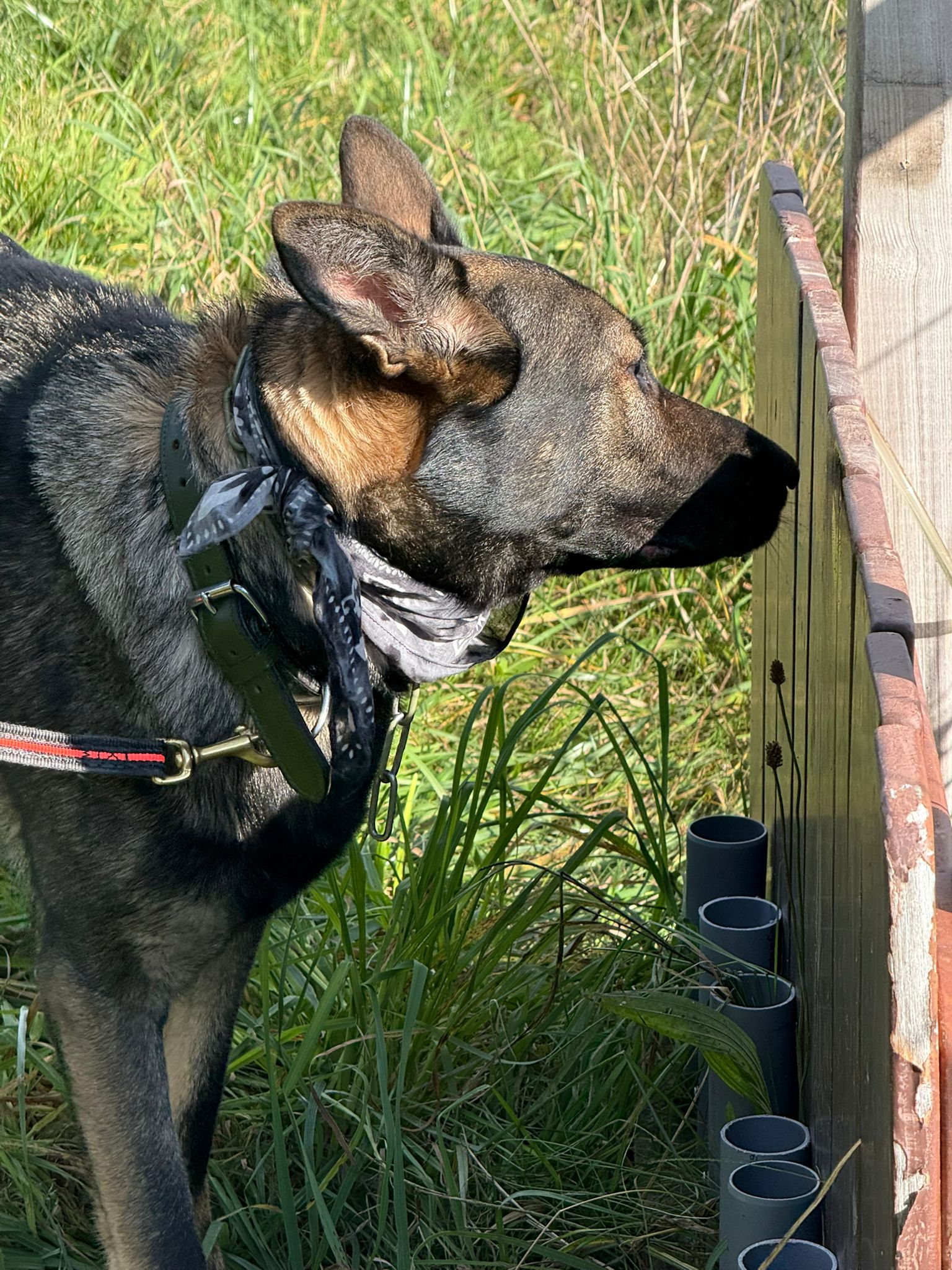 Hund steht im hohen Gras und wirkt aktiv und verspielt