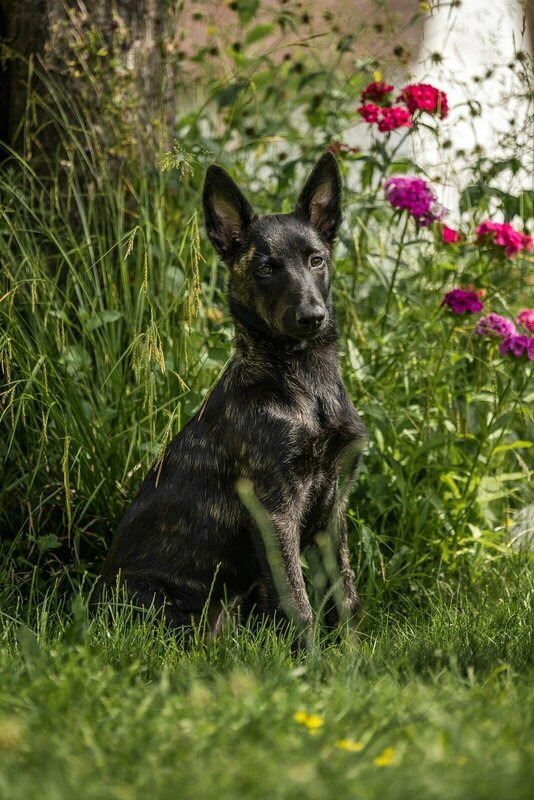 Welpe sitzt auf einer Wiese zwischen Blumen