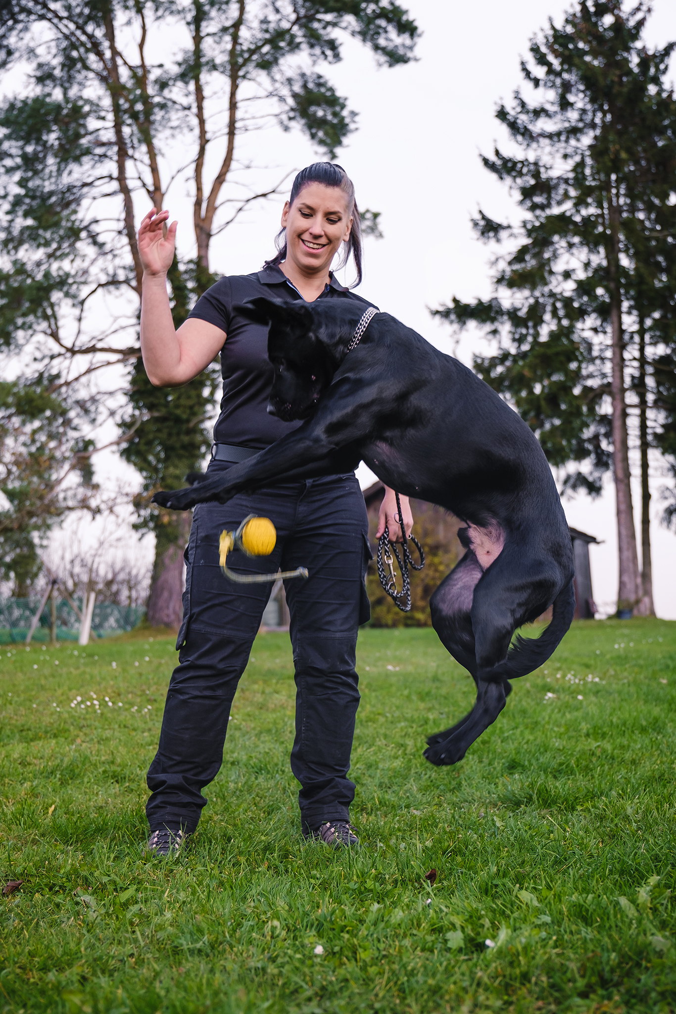 Dynamische Trainingssituation: Hund springt seitlich neben einer Person auf einer Wiese