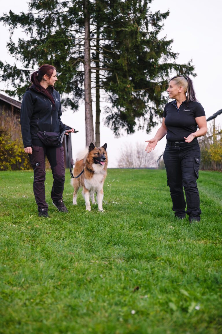 Hundetrainer arbeitet mit Hund und Halter auf einer Wiese im Rahmen eines Einzeltrainings