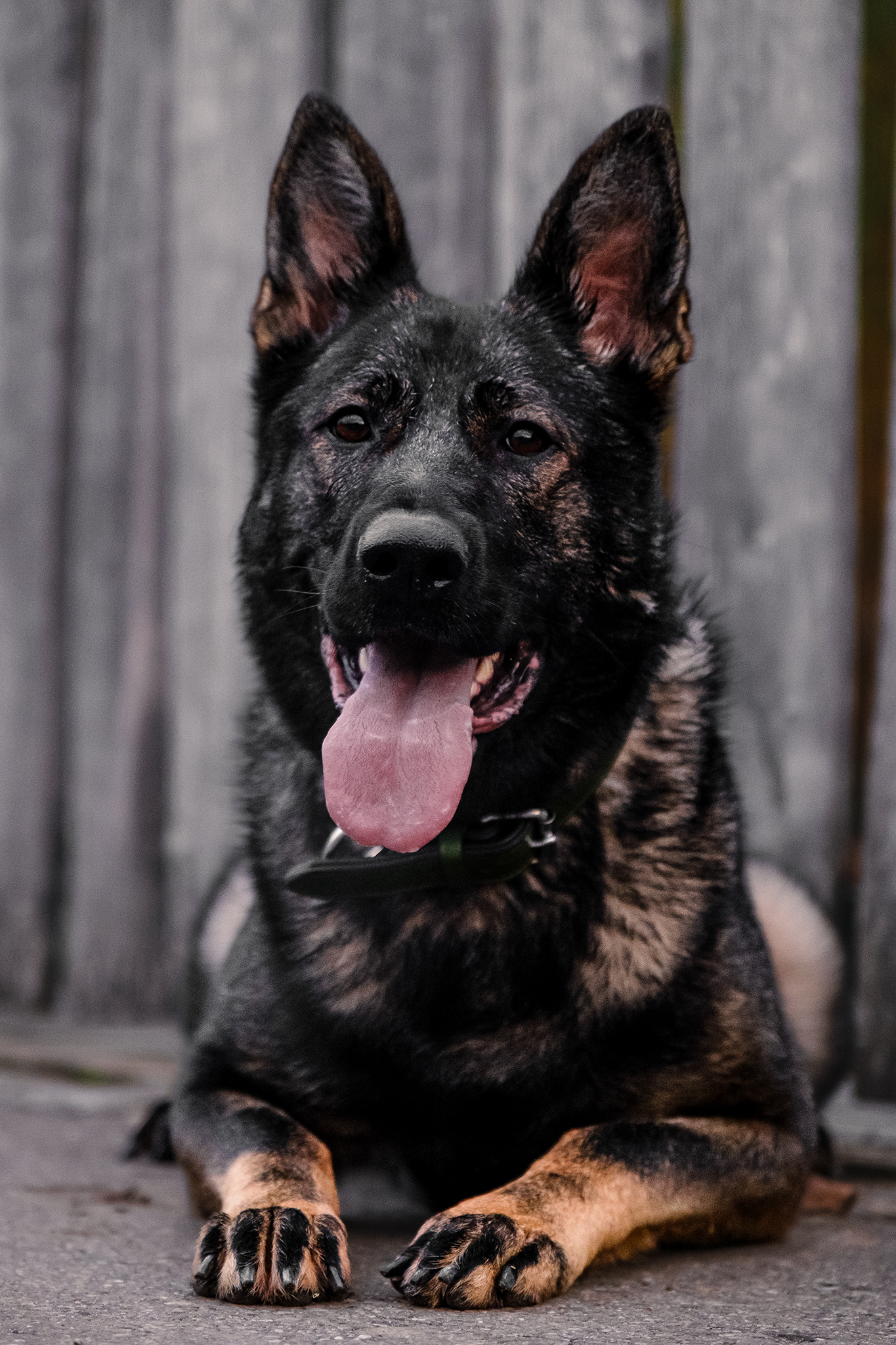 Dunkler Hund liegt entspannt auf dem Boden und blickt aufmerksam nach oben, vor grauer Betonwand