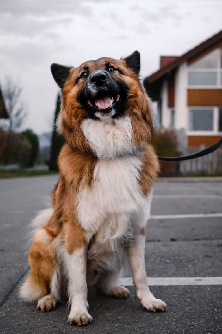 Großer langhaariger Hund sitzt auf einer Straße und schaut zur Seite“