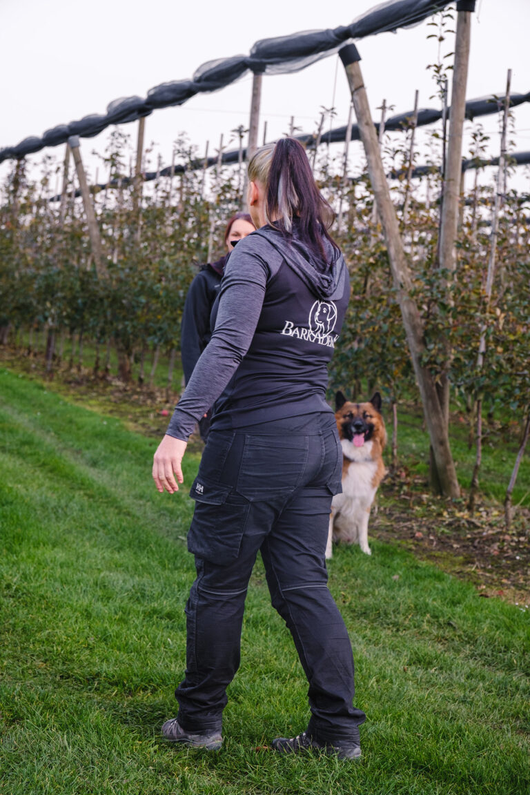 Hund steht aufmerksam vor einer Person während einer Trainingseinheit auf einer Wiese