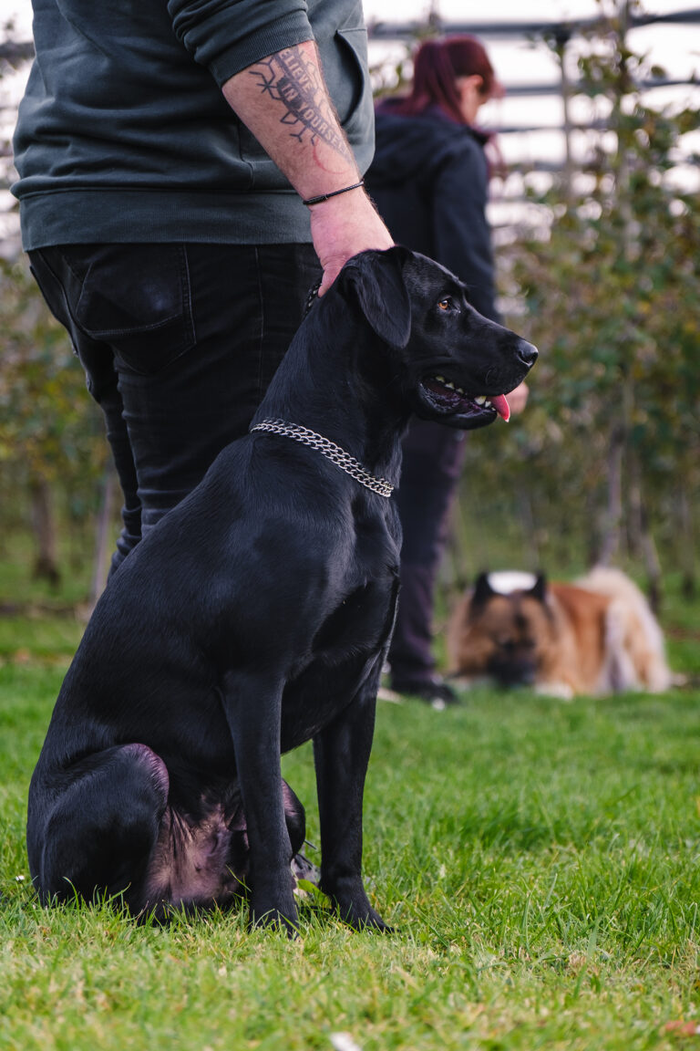 Hund im Gruppentraining sitzt neben seinem Halter auf einer Wiese