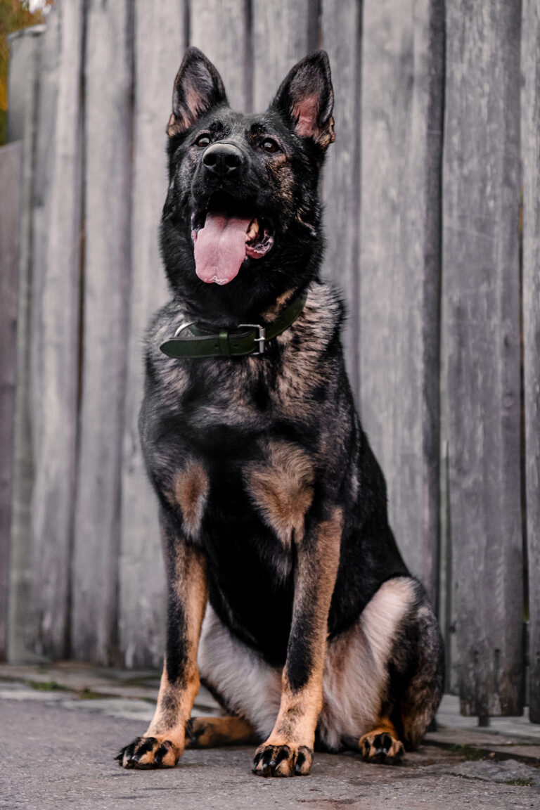 Dunkler Hund sitzt vor einer grauen Betonwand und schaut aufmerksam nach oben